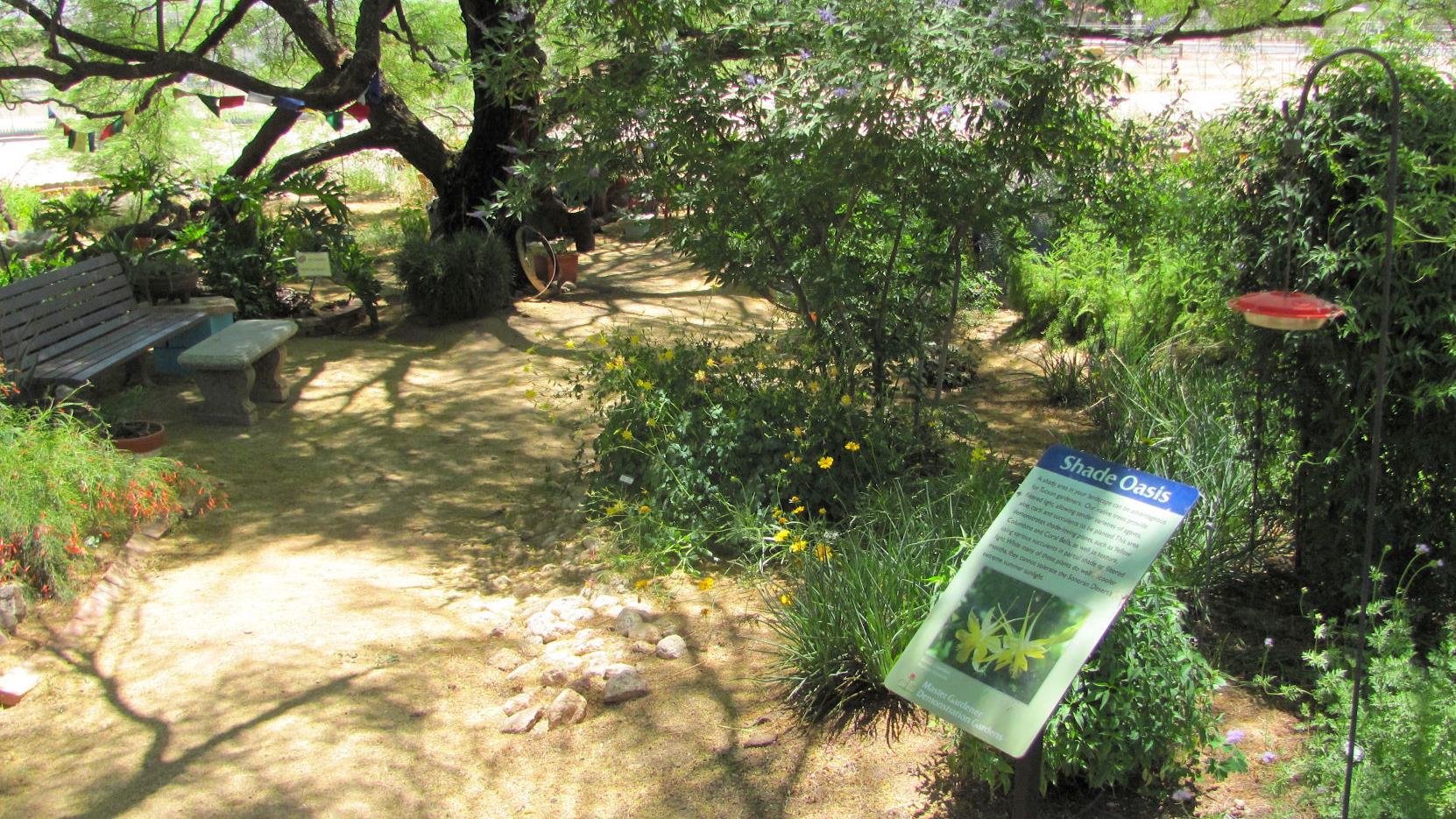 Steller column: 2 million new trees for Tucson? We need a hardy plan